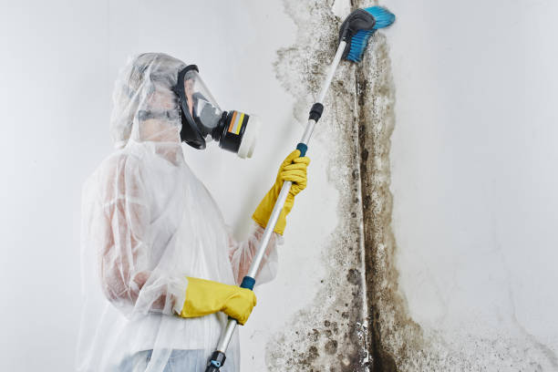 Best Office Mold Removal Services  in Wesley Chapel, NC