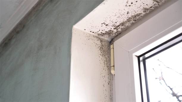 Best Crawl Space Mold Removal  in Wesley Chapel, NC