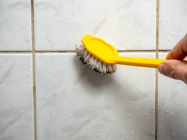 Best Best Mold Removal Companies  in Wesley Chapel, NC