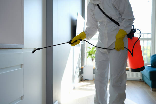 Best Attic Mold Removal  in Wesley Chapel, NC