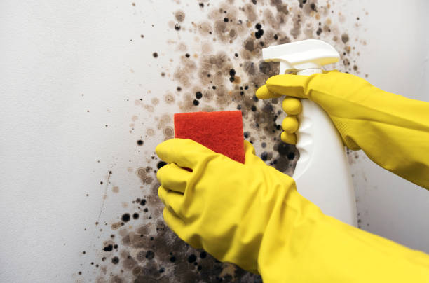 Best Local Mold Removal Service  in Wesley Chapel, NC