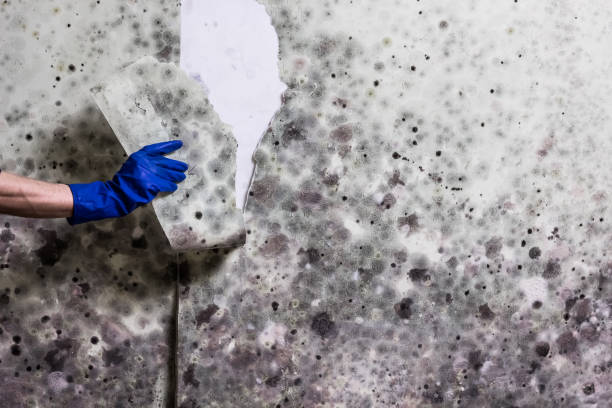 Best Certified Mold Removal  in Wesley Chapel, NC