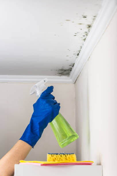 Best Same-Day Mold Removal  in Wesley Chapel, NC