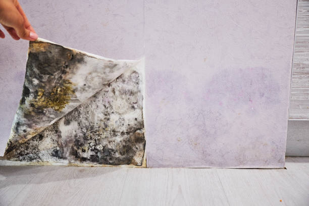 Professional Mold Removal in Wesley Chapel, NC